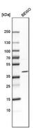 Junctional Adhesion Molecule 3 antibody, NBP1-92032, Novus Biologicals, Western Blot image 