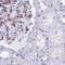 PITPNM Family Member 3 antibody, NBP2-33894, Novus Biologicals, Immunohistochemistry paraffin image 