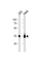 Ubiquitin C-Terminal Hydrolase L5 antibody, abx034896, Abbexa, Western Blot image 