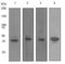 Mesothelin antibody, TA307191, Origene, Western Blot image 