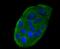 C-C Motif Chemokine Ligand 5 antibody, A00617-1, Boster Biological Technology, Immunocytochemistry image 