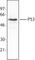 p53 antibody, 628201, BioLegend, Western Blot image 