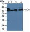 Alpha-2-Glycoprotein 1, Zinc-Binding antibody, abx132105, Abbexa, Western Blot image 