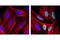 Cyclin Dependent Kinase Inhibitor 1C antibody, 2557S, Cell Signaling Technology, Immunocytochemistry image 
