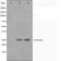 PTTG1 Regulator Of Sister Chromatid Separation, Securin antibody, orb224638, Biorbyt, Western Blot image 