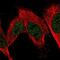 Fructosamine 3 Kinase Related Protein antibody, NBP2-55370, Novus Biologicals, Immunofluorescence image 