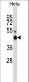 Non-POU Domain Containing Octamer Binding antibody, LS-C162935, Lifespan Biosciences, Western Blot image 