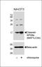 Maternal Embryonic Leucine Zipper Kinase antibody, orb224060, Biorbyt, Western Blot image 
