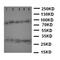 Caspase 14 antibody, orb137907, Biorbyt, Western Blot image 