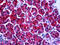 Phosphoglycerate Dehydrogenase antibody, 51-750, ProSci, Immunohistochemistry frozen image 