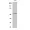 p53 antibody, LS-C385299, Lifespan Biosciences, Western Blot image 