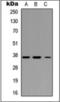Interferon Regulatory Factor 1 antibody, orb376129, Biorbyt, Western Blot image 