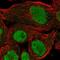 PR/SET Domain 10 antibody, NBP1-81427, Novus Biologicals, Immunofluorescence image 