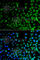 antibody, A7364, ABclonal Technology, Immunofluorescence image 