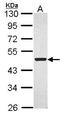 Flotillin 1 antibody, NBP2-16508, Novus Biologicals, Western Blot image 