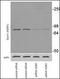 Synoviolin 1 antibody, LS-B3451, Lifespan Biosciences, Western Blot image 