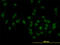 Target of EGR1 protein 1 antibody, LS-C133829, Lifespan Biosciences, Immunofluorescence image 