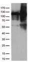 KAP-1 antibody, TA813316, Origene, Western Blot image 