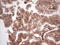 Galectin 9 antibody, LS-C790888, Lifespan Biosciences, Immunohistochemistry paraffin image 