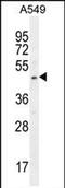 SRY-Box 3 antibody, PA5-71625, Invitrogen Antibodies, Western Blot image 