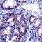 MutS Homolog 2 antibody, MA5-16379, Invitrogen Antibodies, Immunohistochemistry frozen image 