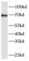 REST corepressor 3 antibody, FNab07214, FineTest, Western Blot image 