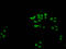 Histone Cluster 1 H1 Family Member A antibody, LS-C673367, Lifespan Biosciences, Immunofluorescence image 