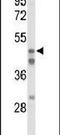 Hepatocyte Nuclear Factor 4 Alpha antibody, PA5-26443, Invitrogen Antibodies, Western Blot image 