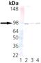 Unc-45 Myosin Chaperone A antibody, M08608, Boster Biological Technology, Western Blot image 