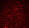 Thymic Stromal Lymphopoietin antibody, 4023, ProSci, Immunofluorescence image 