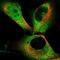 CAMP-Dependent Protein Kinase Inhibitor Gamma antibody, NBP1-86212, Novus Biologicals, Immunofluorescence image 