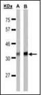 Free Fatty Acid Receptor 1 antibody, orb89373, Biorbyt, Western Blot image 