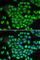 Aldo-Keto Reductase Family 7 Member A2 antibody, A1227, ABclonal Technology, Immunofluorescence image 