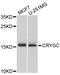 Crystallin Gamma C antibody, A9324, ABclonal Technology, Western Blot image 