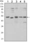 SMAD Family Member 5 antibody, STJ98386, St John