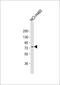 Exocyst Complex Component 5 antibody, 63-741, ProSci, Western Blot image 