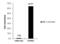 Lysine Demethylase 6A antibody, PA5-31828, Invitrogen Antibodies, Chromatin Immunoprecipitation image 