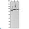Component Of Inhibitor Of Nuclear Factor Kappa B Kinase Complex antibody, LS-C814018, Lifespan Biosciences, Western Blot image 