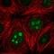 Histone-lysine N-methyltransferase SETD7 antibody, HPA058111, Atlas Antibodies, Immunofluorescence image 