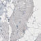Transducin-like enhancer protein 3 antibody, AMAb91188, Atlas Antibodies, Immunohistochemistry frozen image 
