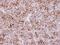 Kinase D Interacting Substrate 220 antibody, LS-B15641, Lifespan Biosciences, Immunohistochemistry paraffin image 