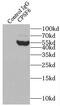 Cleavage and polyadenylation specificity factor subunit 6 antibody, FNab01940, FineTest, Immunoprecipitation image 