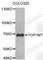 DNA Topoisomerase I Mitochondrial antibody, A8092, ABclonal Technology, Western Blot image 