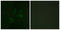 Cbl Proto-Oncogene antibody, LS-C117634, Lifespan Biosciences, Immunofluorescence image 