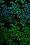 Citrate Synthase antibody, GTX32524, GeneTex, Immunofluorescence image 