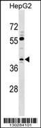 Transcription Elongation Factor A3 antibody, 58-504, ProSci, Western Blot image 