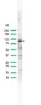 MALT1 Paracaspase antibody, PA5-32480, Invitrogen Antibodies, Western Blot image 