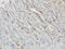Interleukin 1 Receptor Antagonist antibody, PA5-21776, Invitrogen Antibodies, Immunohistochemistry frozen image 