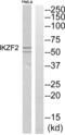 IKAROS Family Zinc Finger 2 antibody, abx015039, Abbexa, Western Blot image 