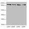 TNNI3 Interacting Kinase antibody, LS-C676619, Lifespan Biosciences, Western Blot image 